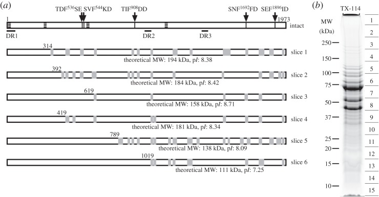 Figure 5.