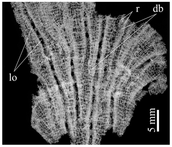 Figure 17