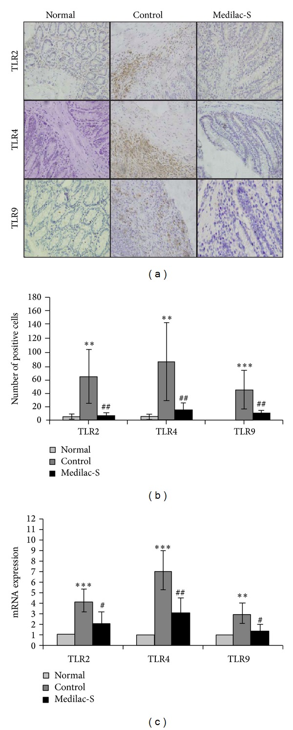 Live Combined Bacillus subtilis and Enterococcus faecium Ameliorate ...