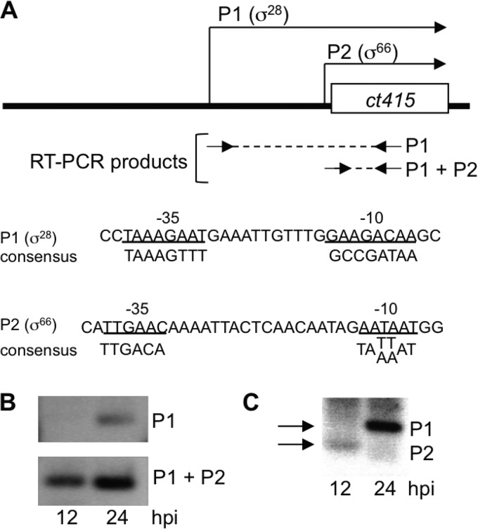 FIG 6