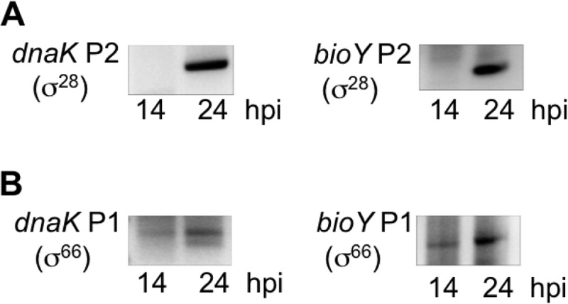 FIG 1