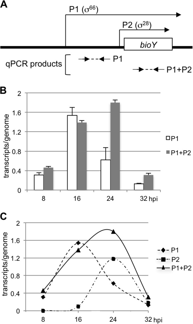 FIG 5