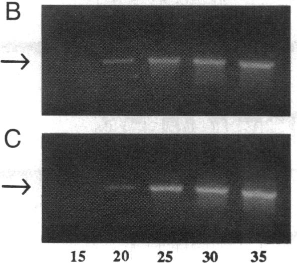 graphic file with name pnas01062-0222-c.jpg