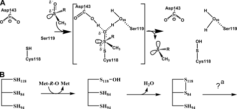 SCHEME 1.