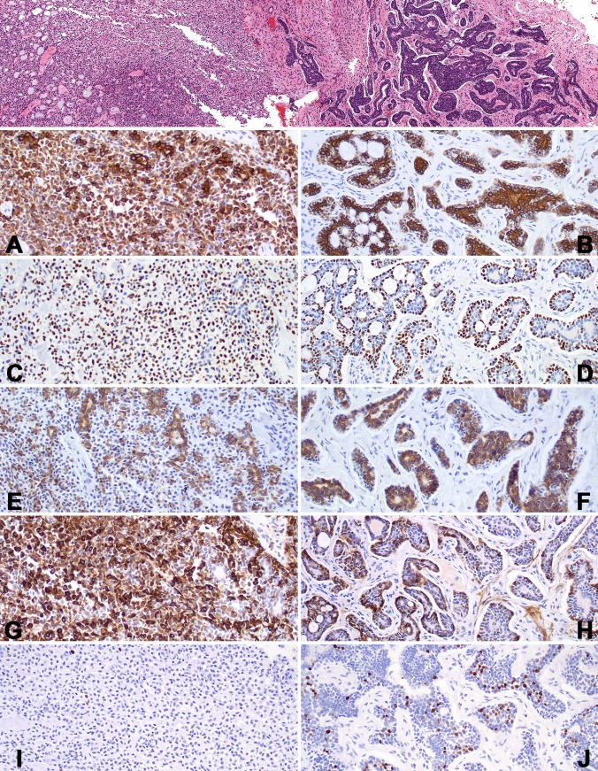 Fig. 7