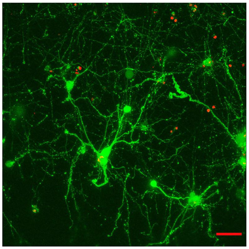 FIGURE 3 |