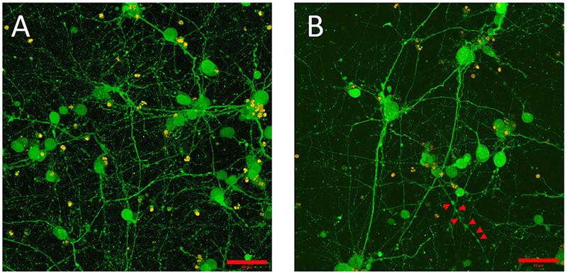 FIGURE 1 |