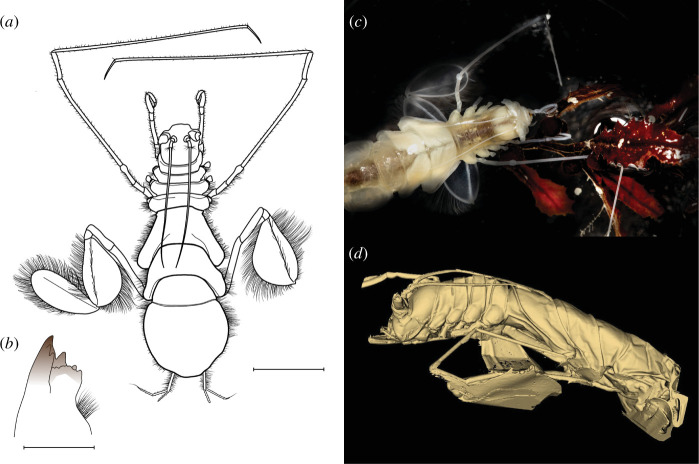 Bathyopsurus nybelini is morphologically adapted to feed on Sargassum using large paddles for a specialized swimming stroke and mouthparts for tearing