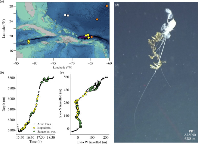 The swimming isopod Bathyopsurus nybelini was consistently observed carrying Sargassum at abyssal and hadal depth