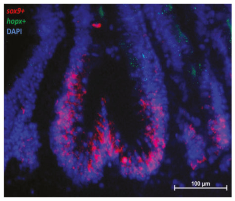 Figure 12