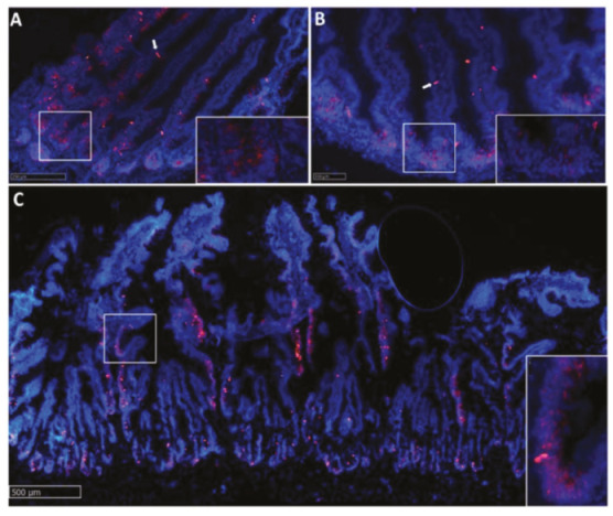 Figure 10