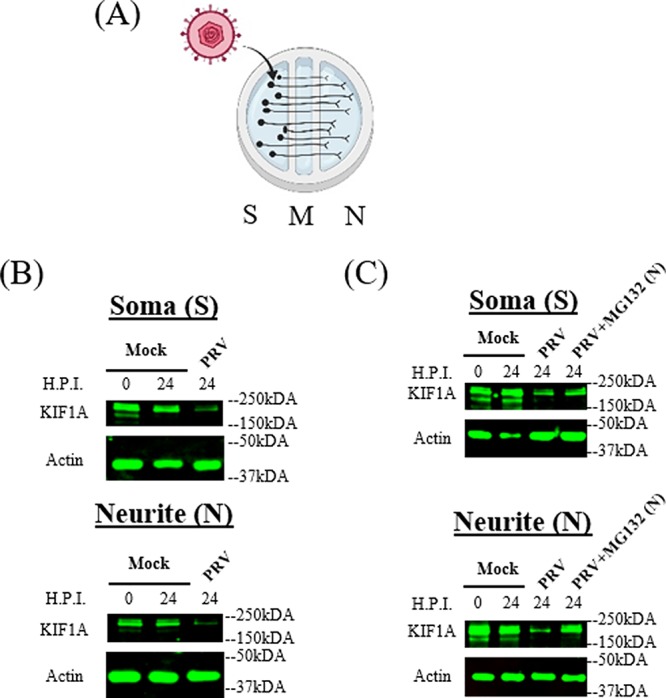 FIG 5