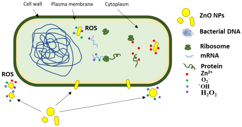 Figure 13