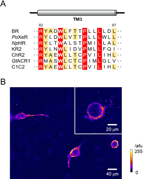 Figure 1