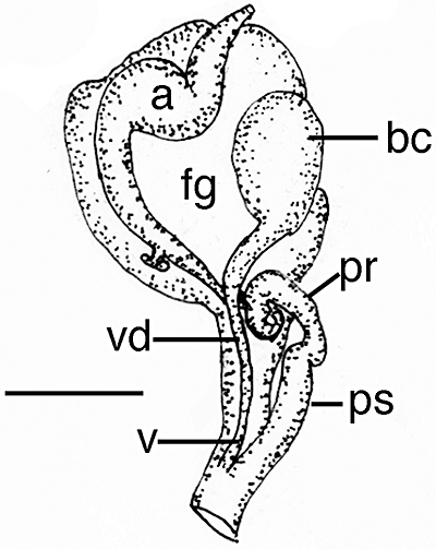 Figure 21