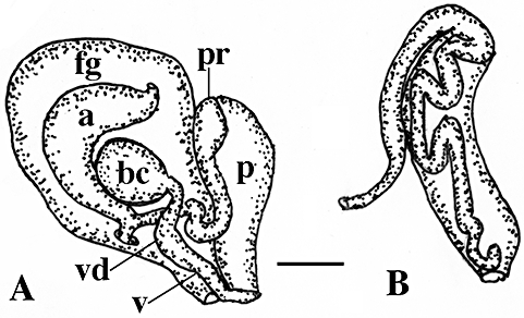 Figure 64