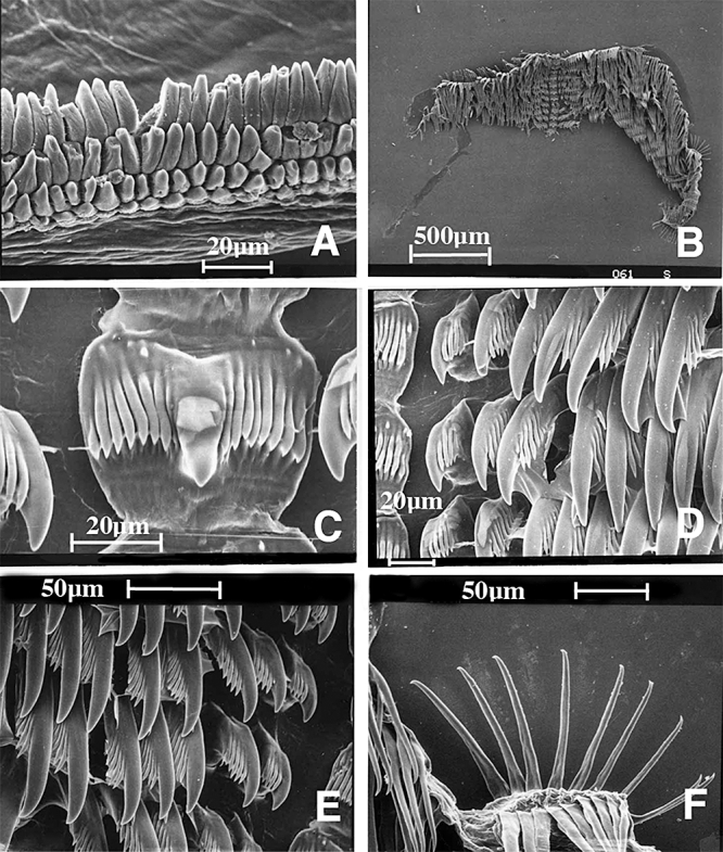 Figure 33