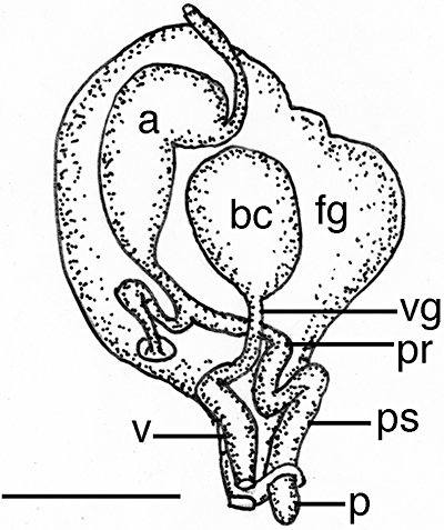 Figure 44