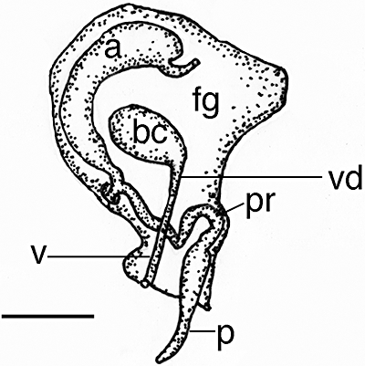 Figure 57