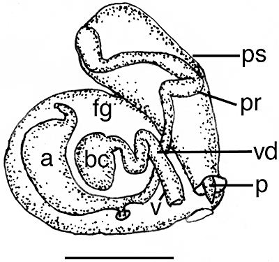 Figure 62