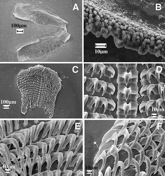 Figure 51