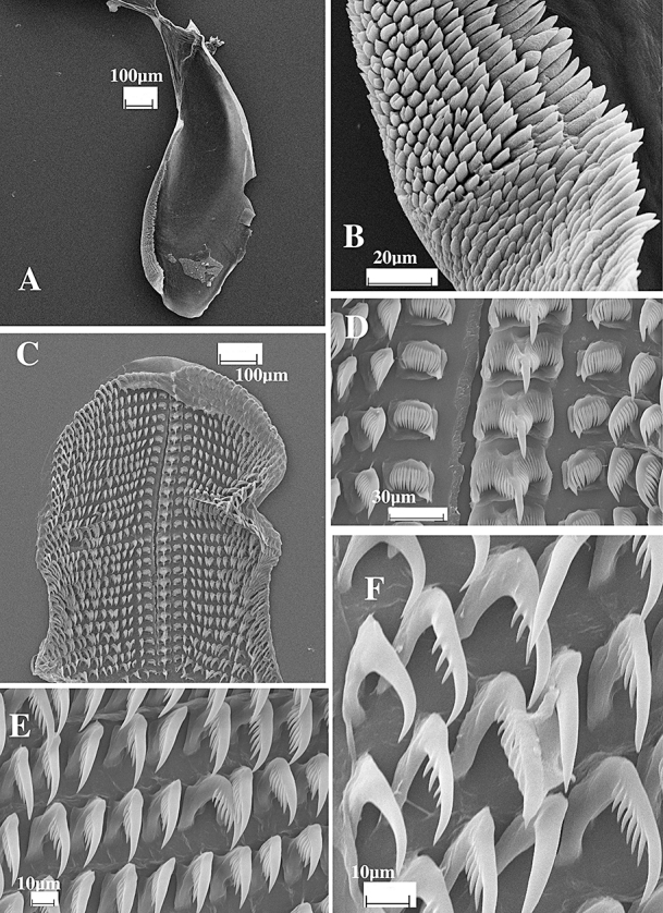 Figure 38