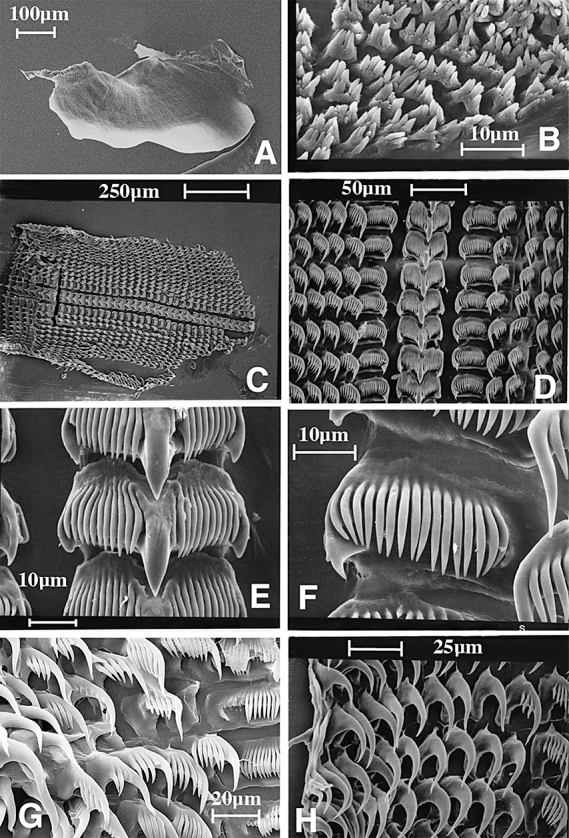 Figure 31