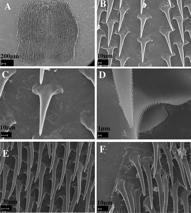 Figure 26