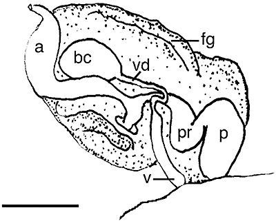 Figure 81