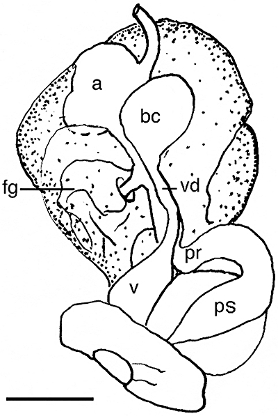 Figure 32