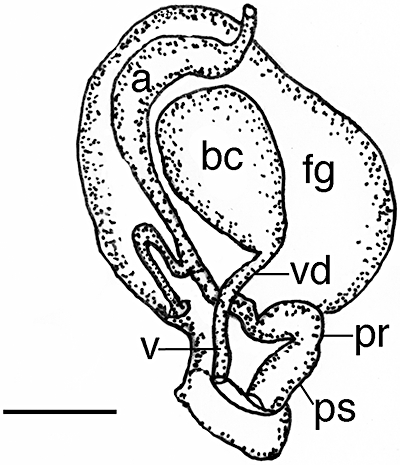 Figure 37