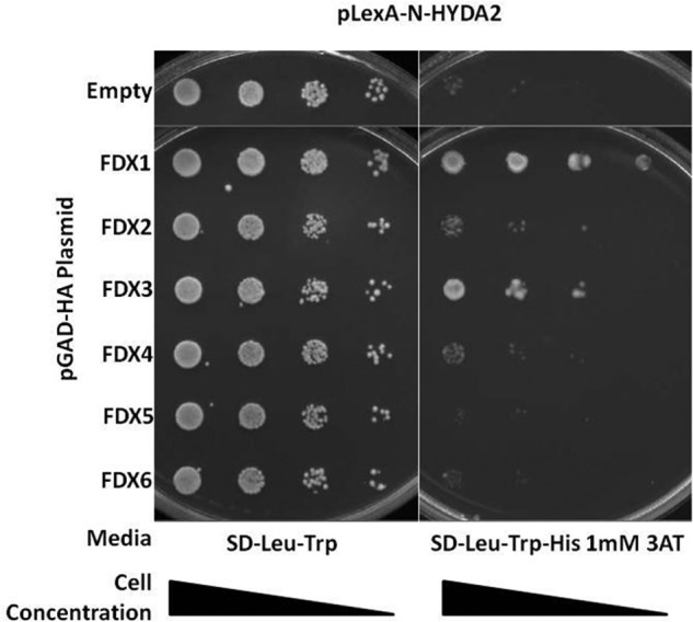 FIGURE 3.