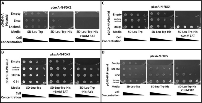 FIGURE 1.