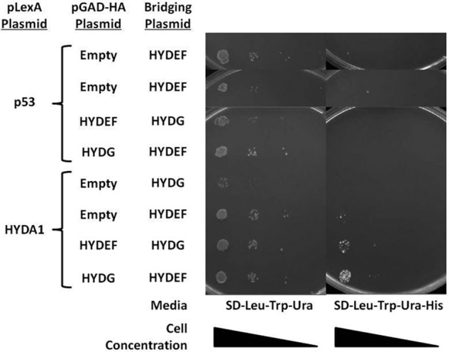 FIGURE 5.