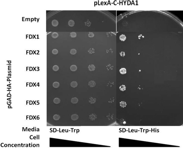 FIGURE 2.