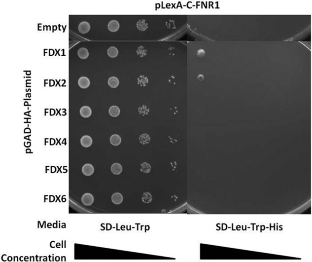 FIGURE 7.