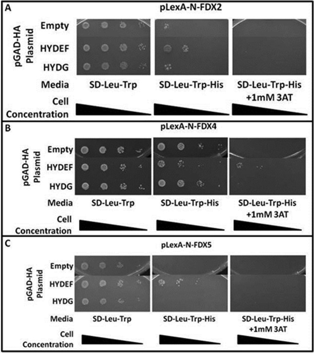 FIGURE 4.