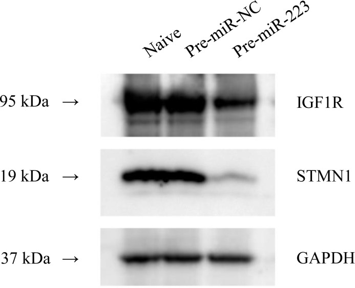 Fig 5