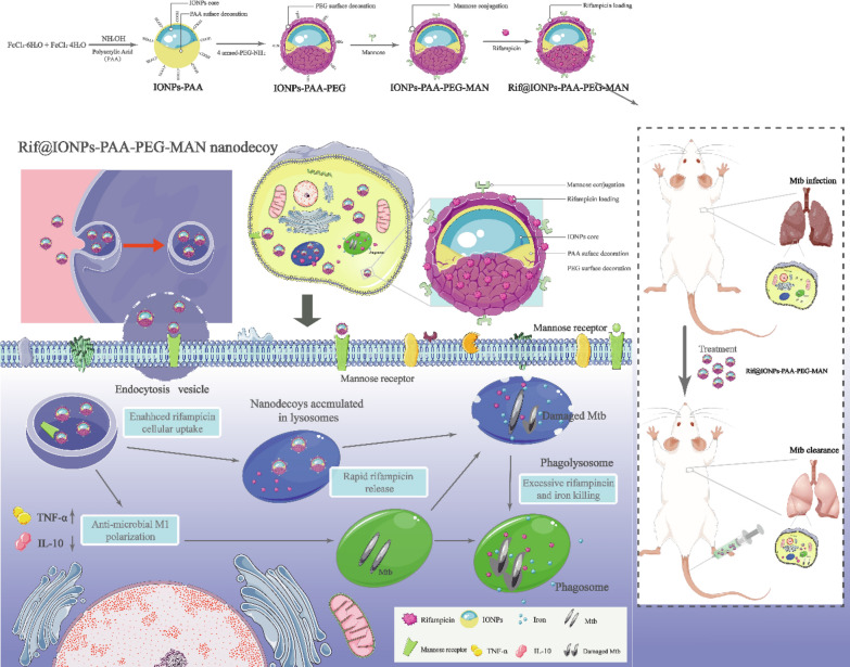 graphic file with name 12951_2023_2103_Figa_HTML.jpg