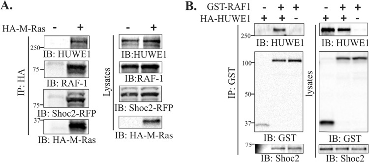 FIG 2