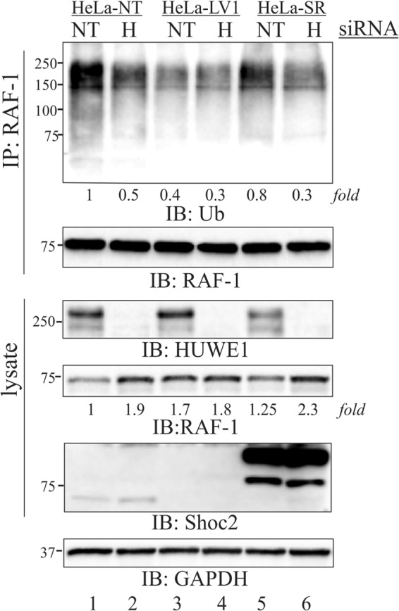 FIG 5