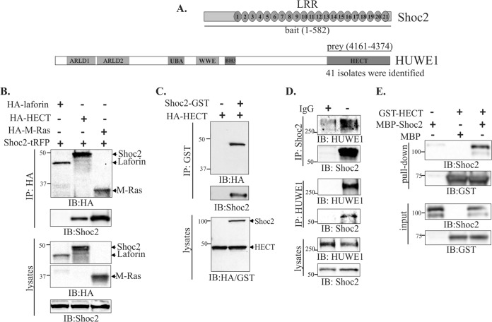 FIG 1