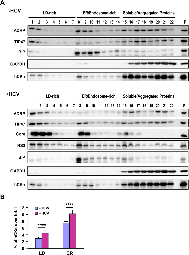 FIG 6