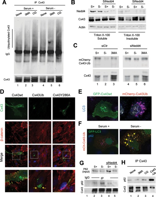 FIGURE 6: