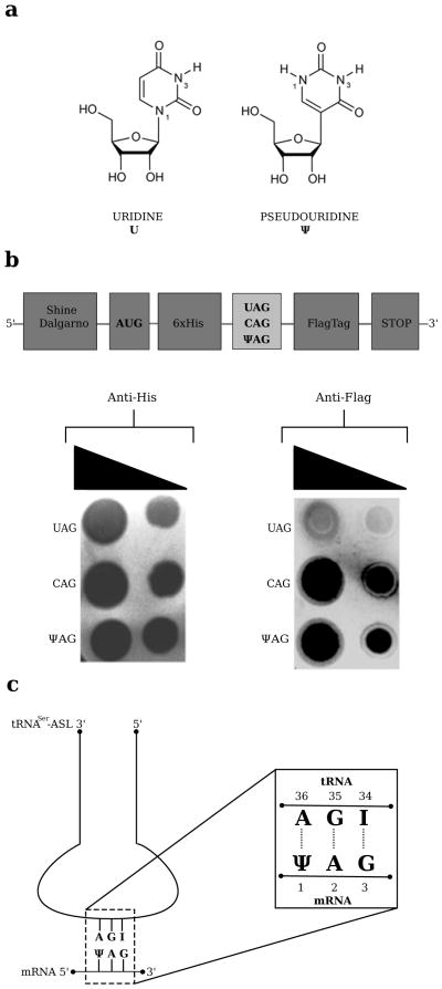 FIGURE 1