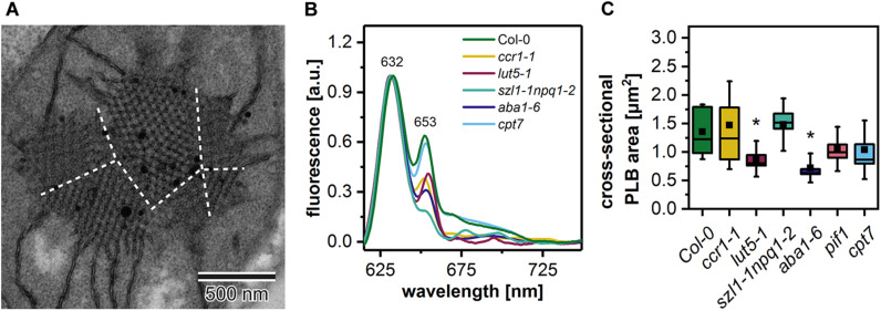 FIGURE 6