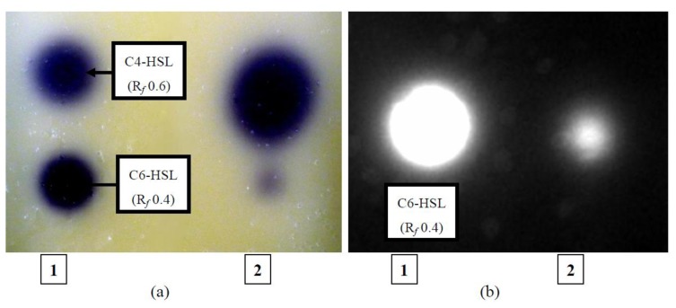 Figure 7.