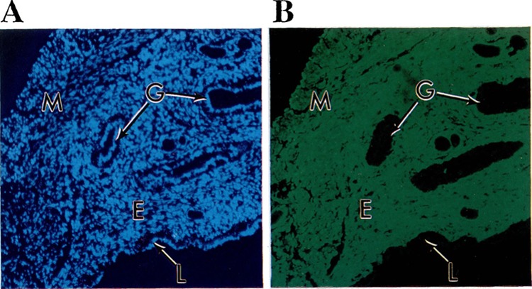 FIG. 7