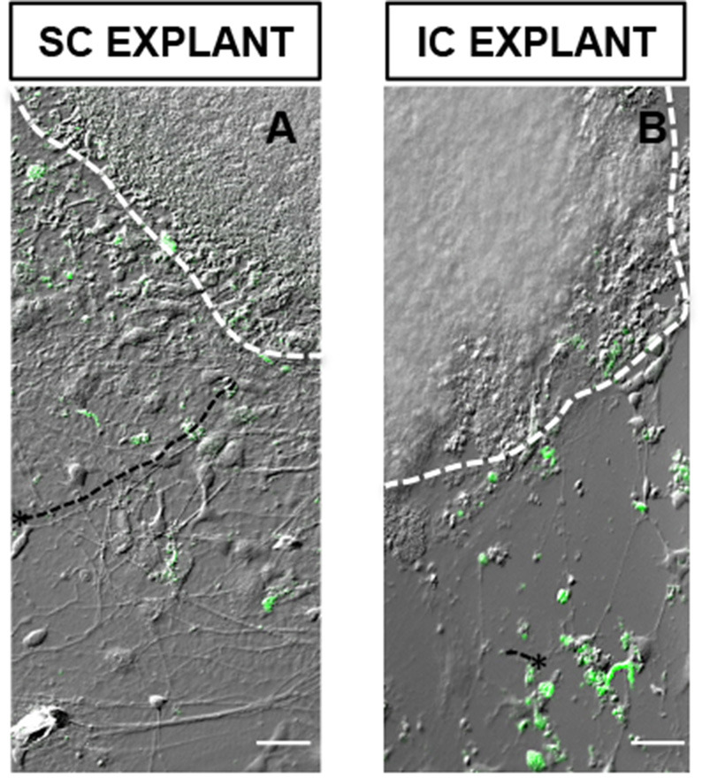 Figure 5.