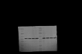 figs2